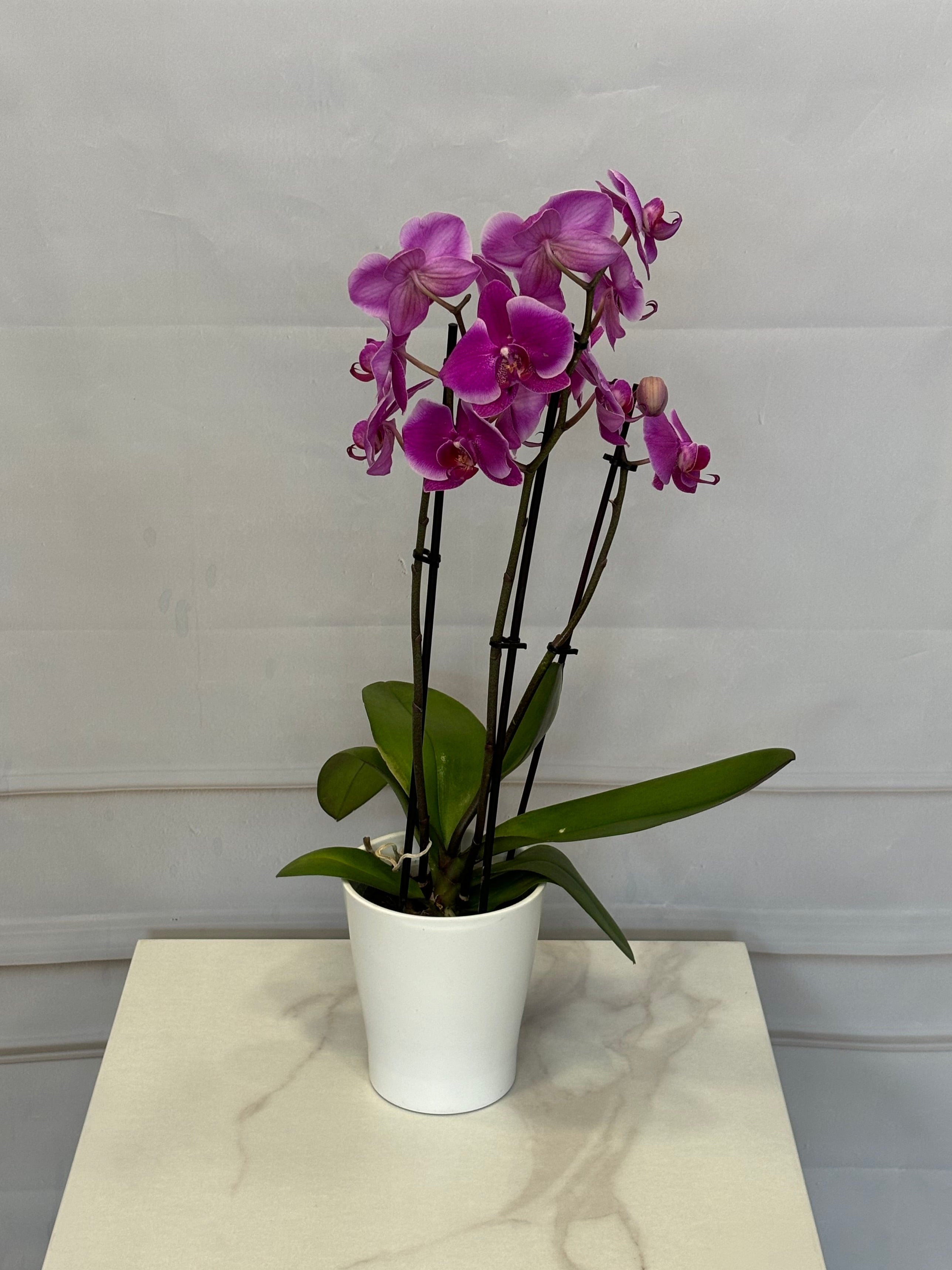 Цикламена орхидея