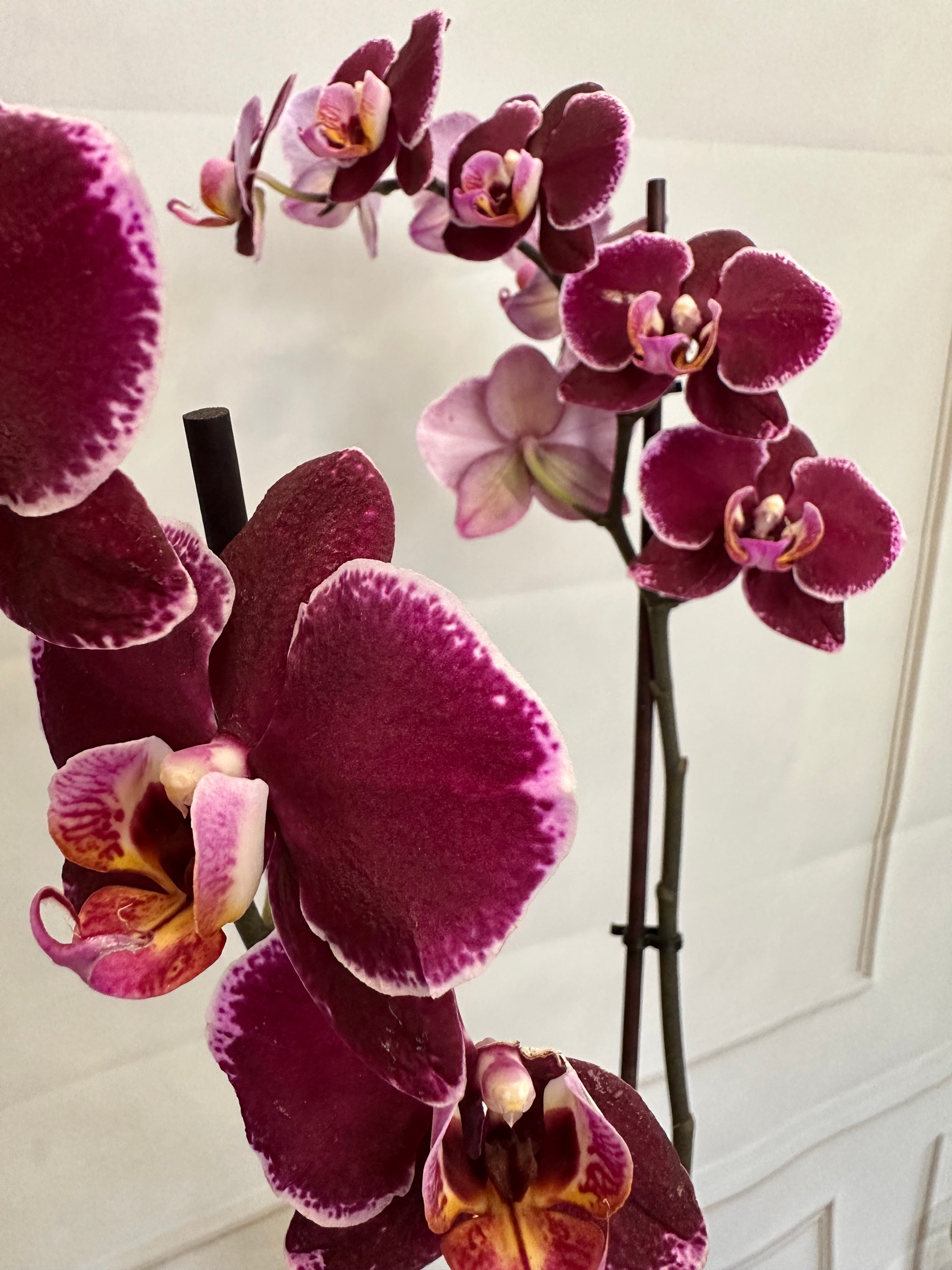 Орхидея в бордо