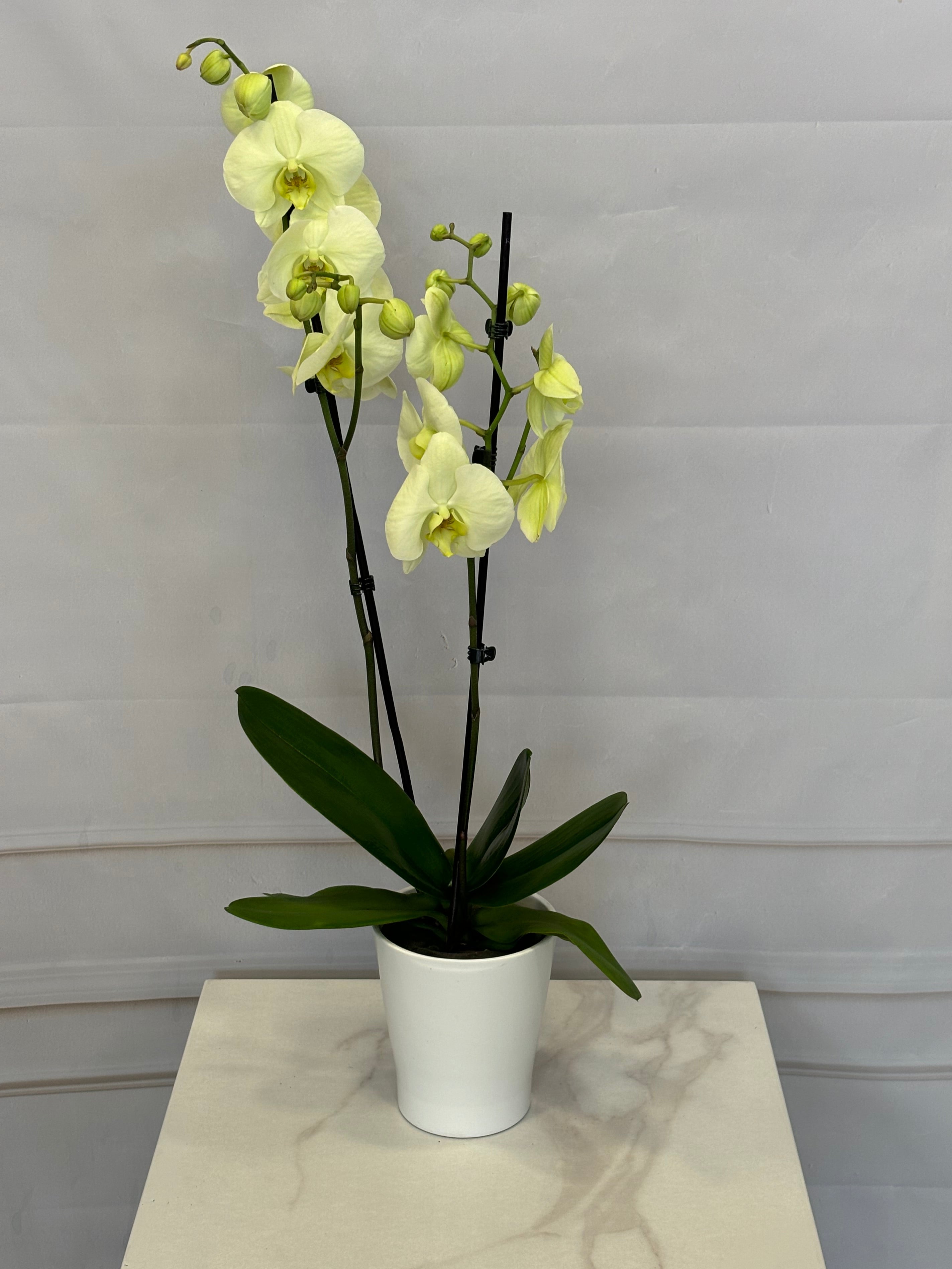 Жълто-зелена орхидея