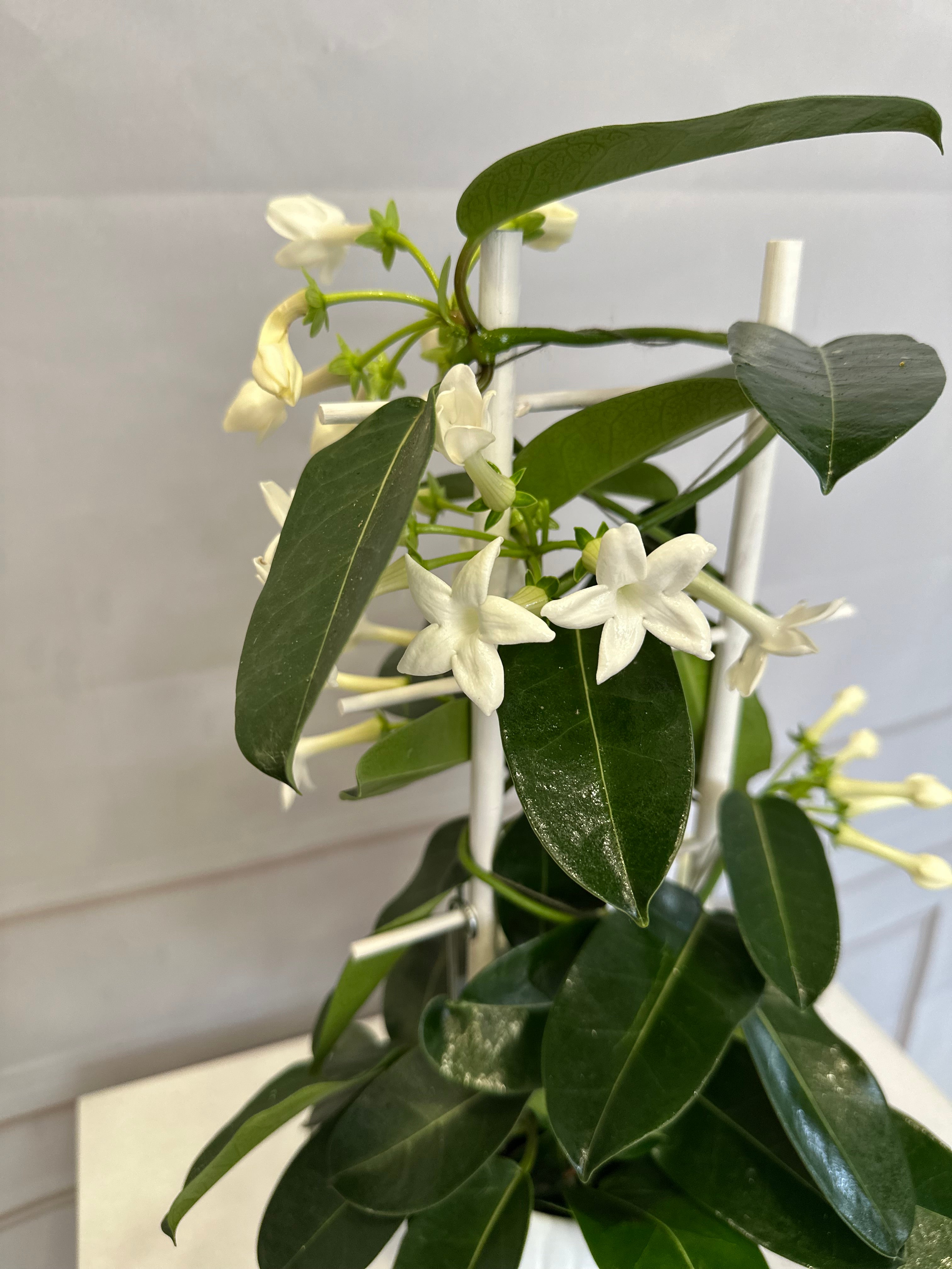 Жасмин Стефанотис