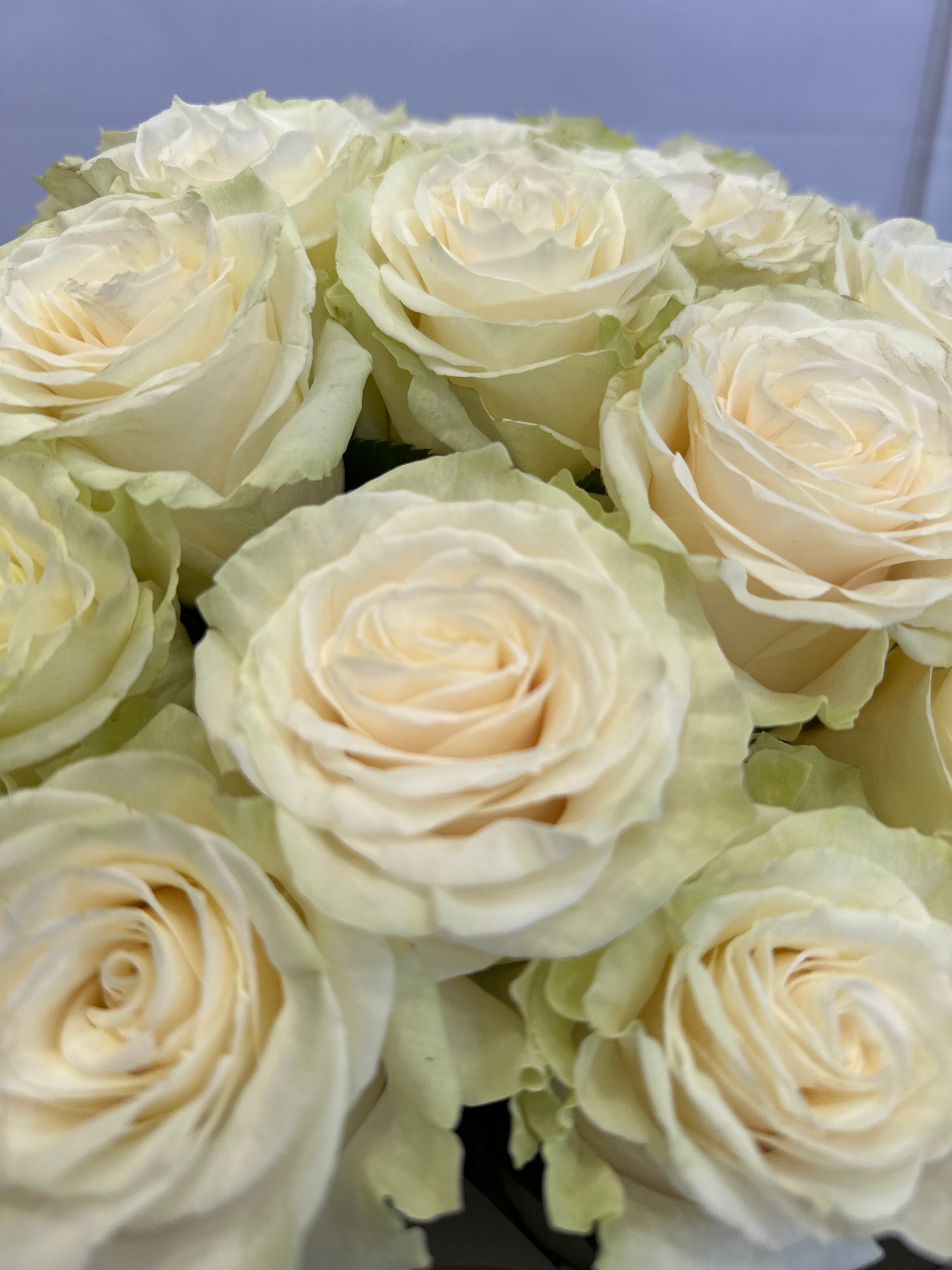 Елегантност в бяло