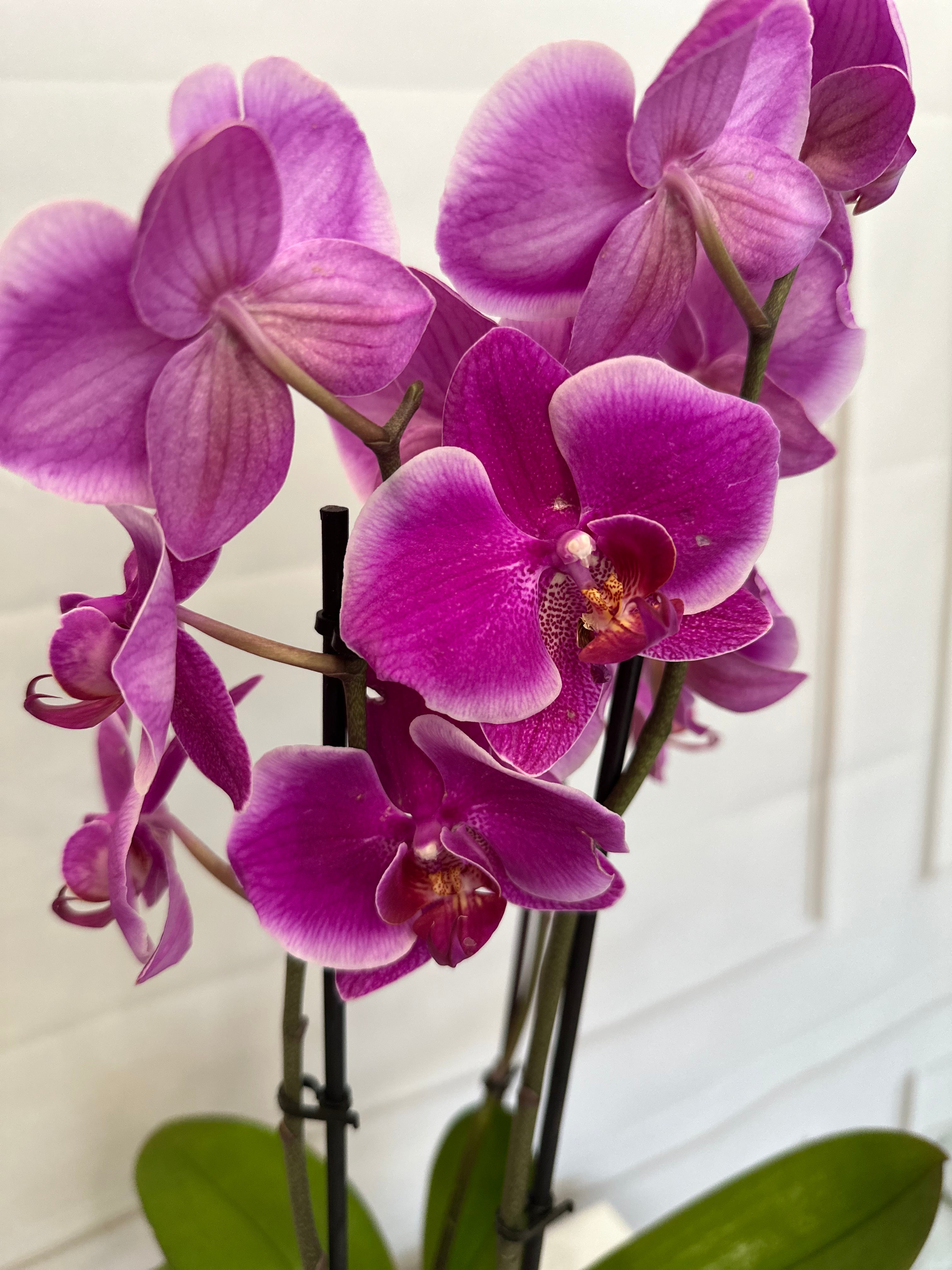 Цикламена орхидея