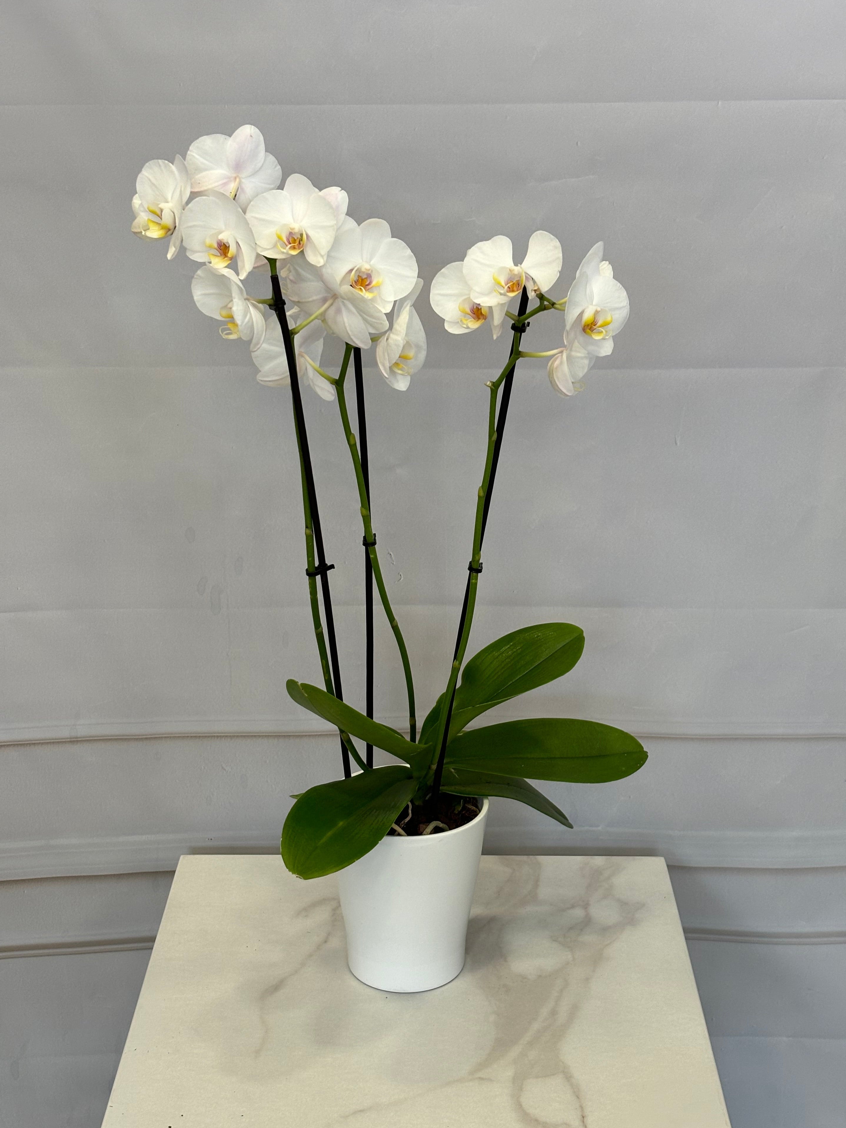 Бяла орхидея