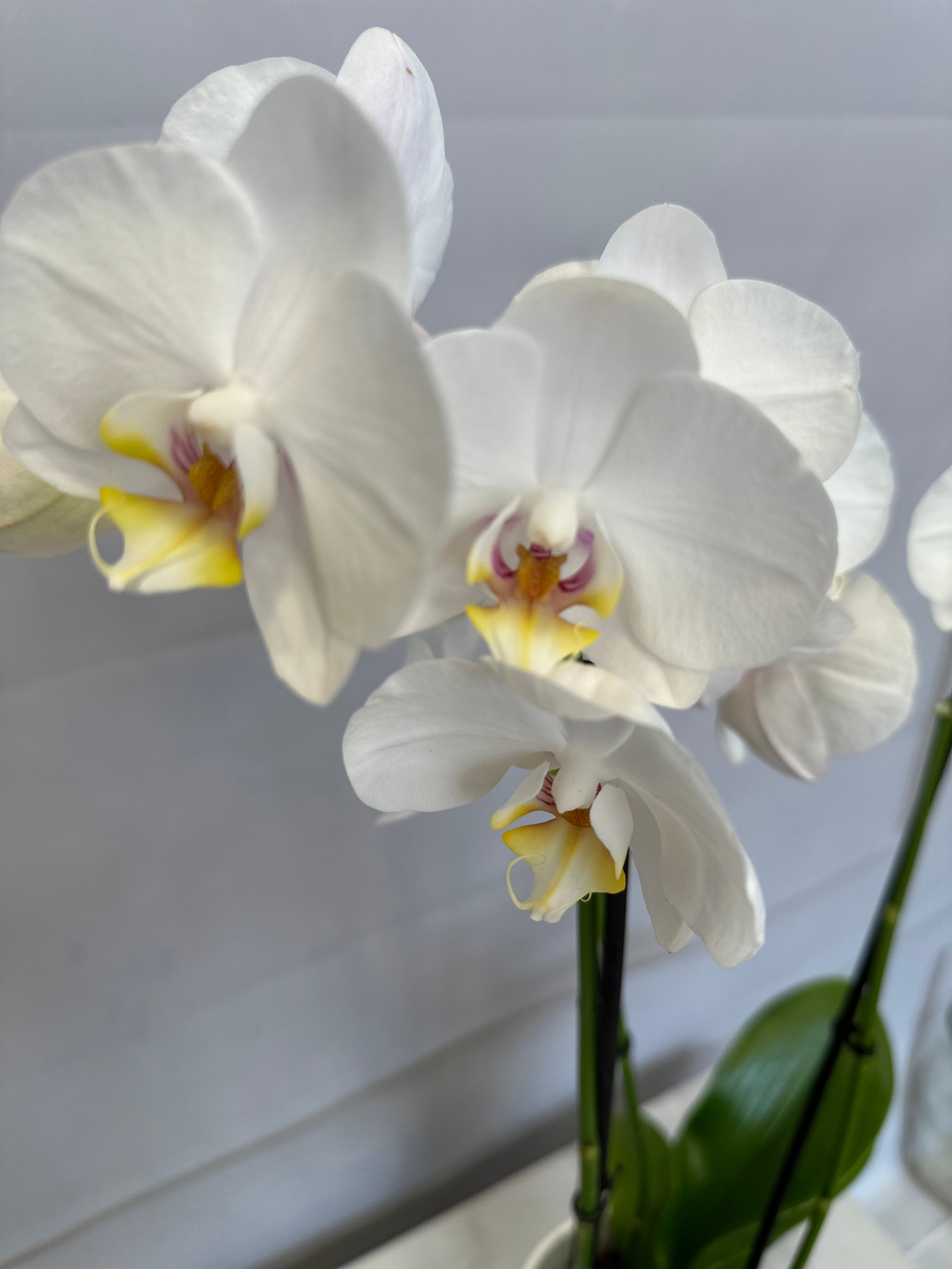 Бяла орхидея