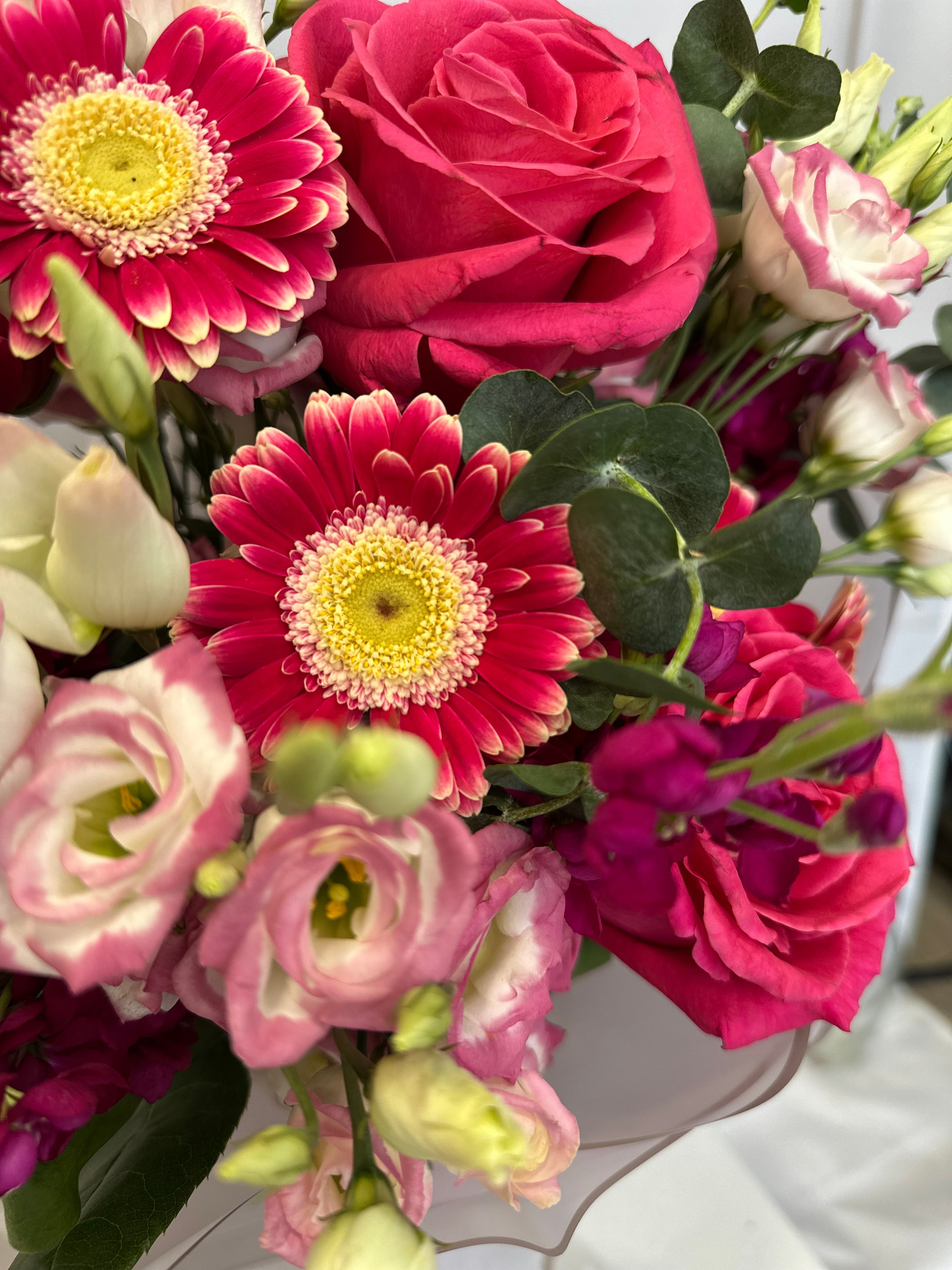 Цикламена грация