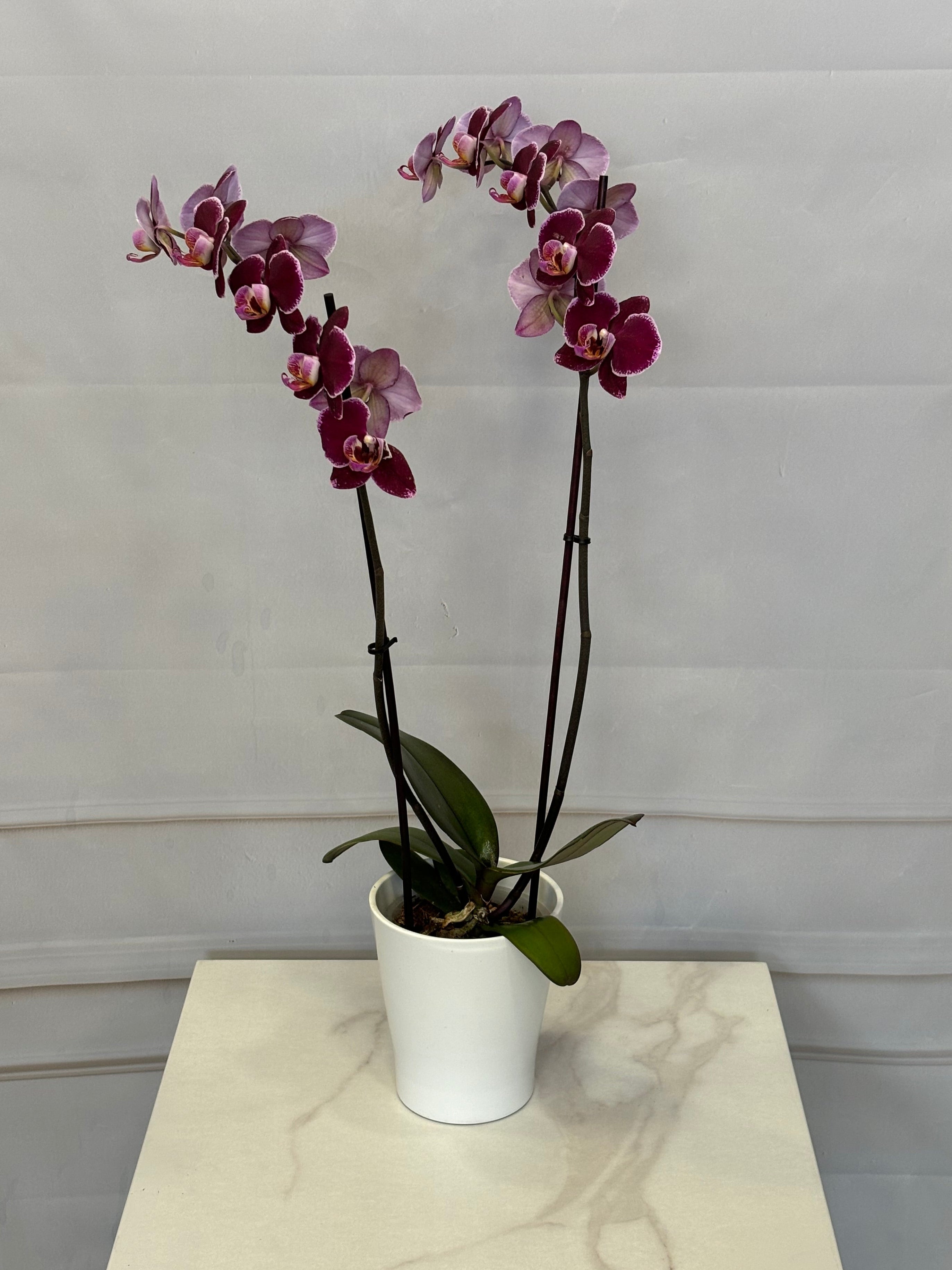 Орхидея в бордо
