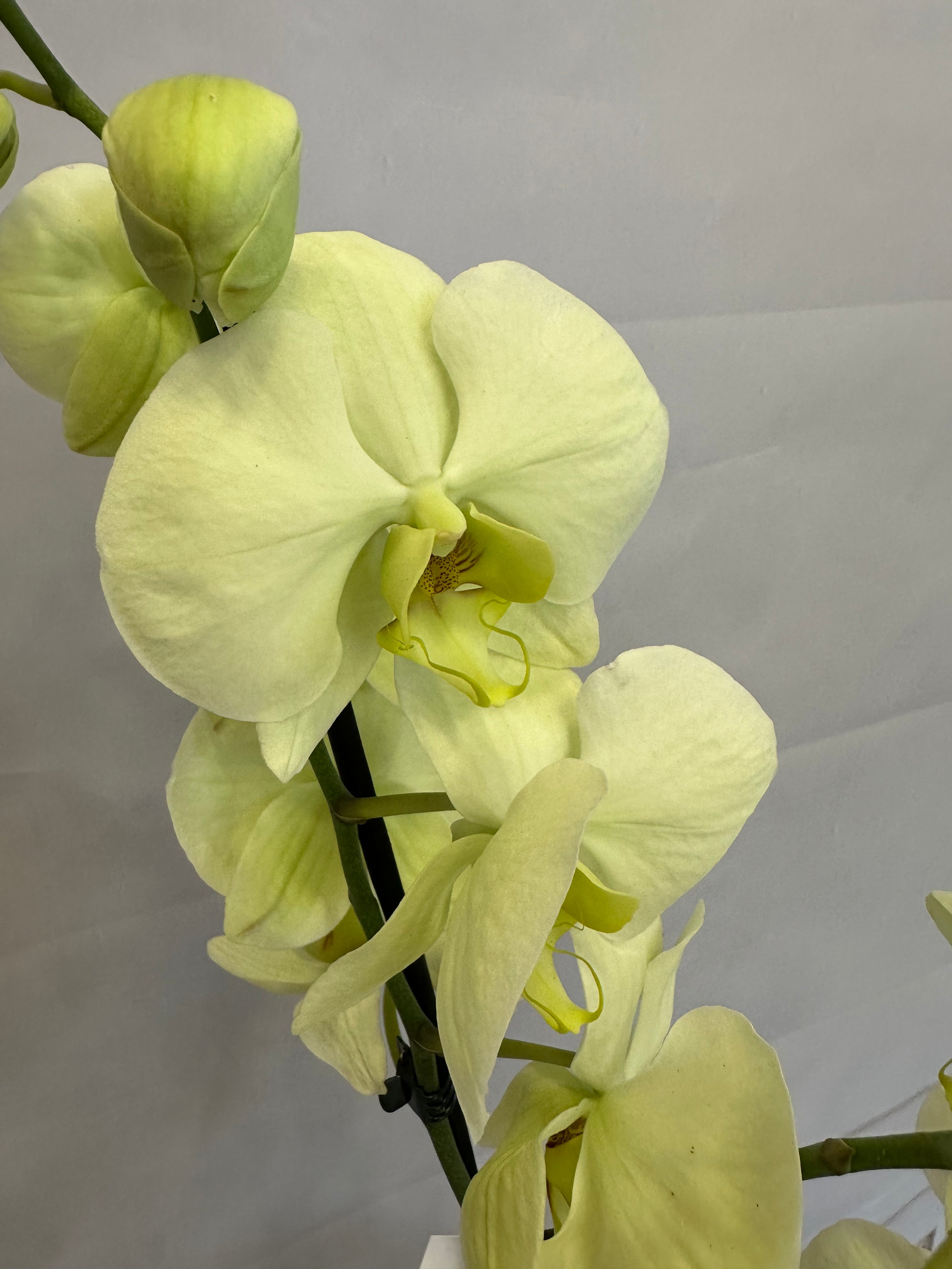 Жълто-зелена орхидея