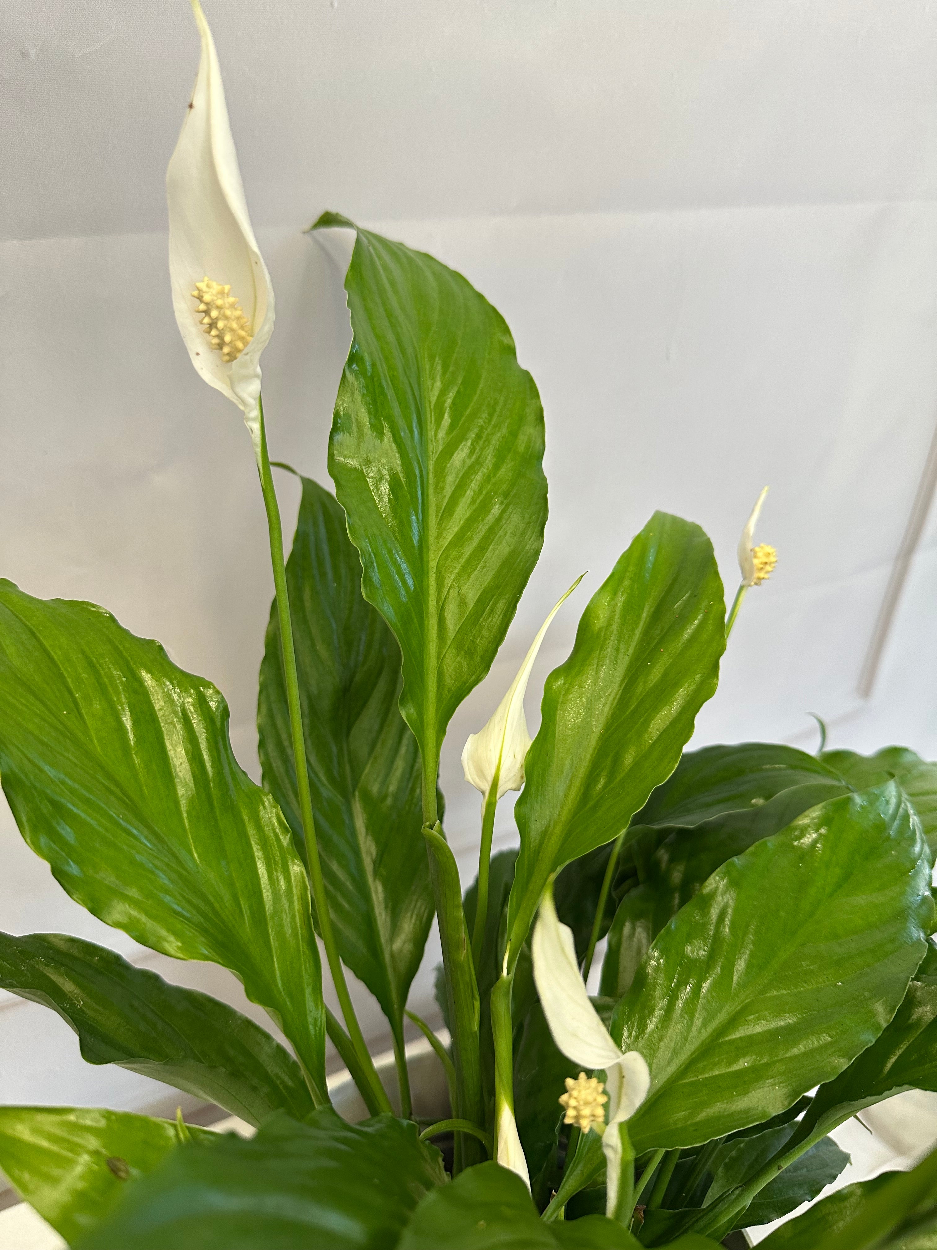 Спатифилум