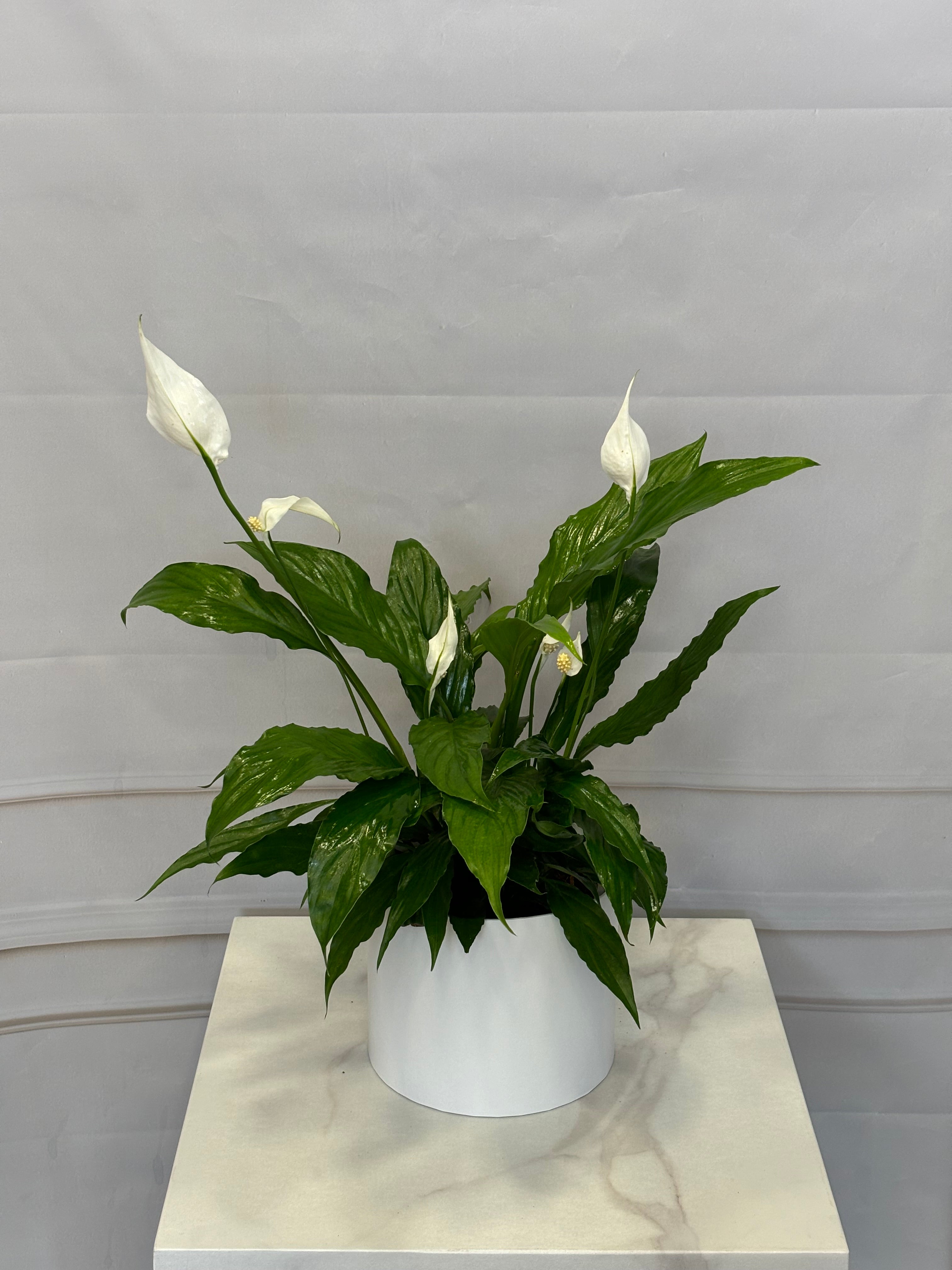 Спатифилум