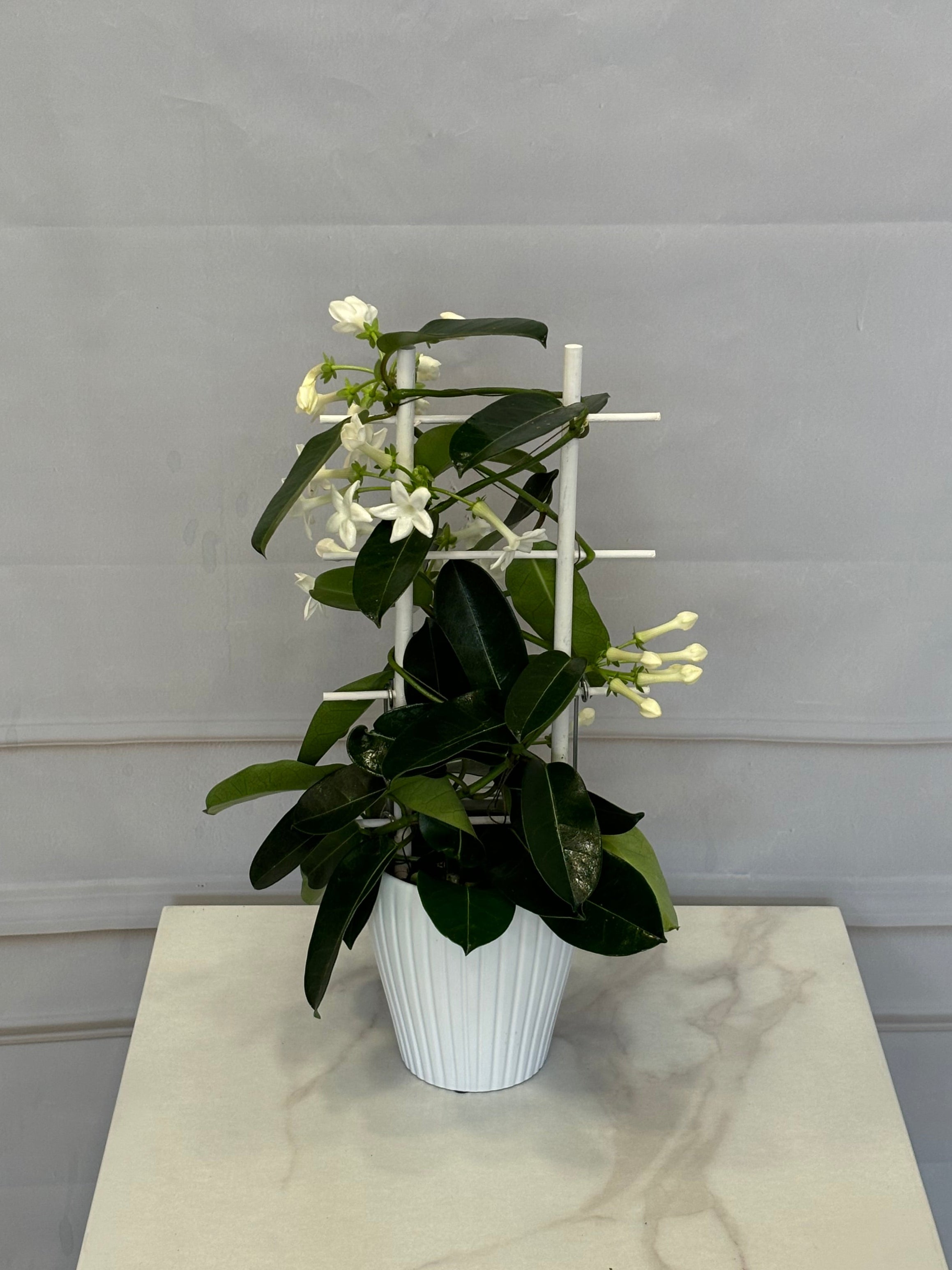 Жасмин Стефанотис