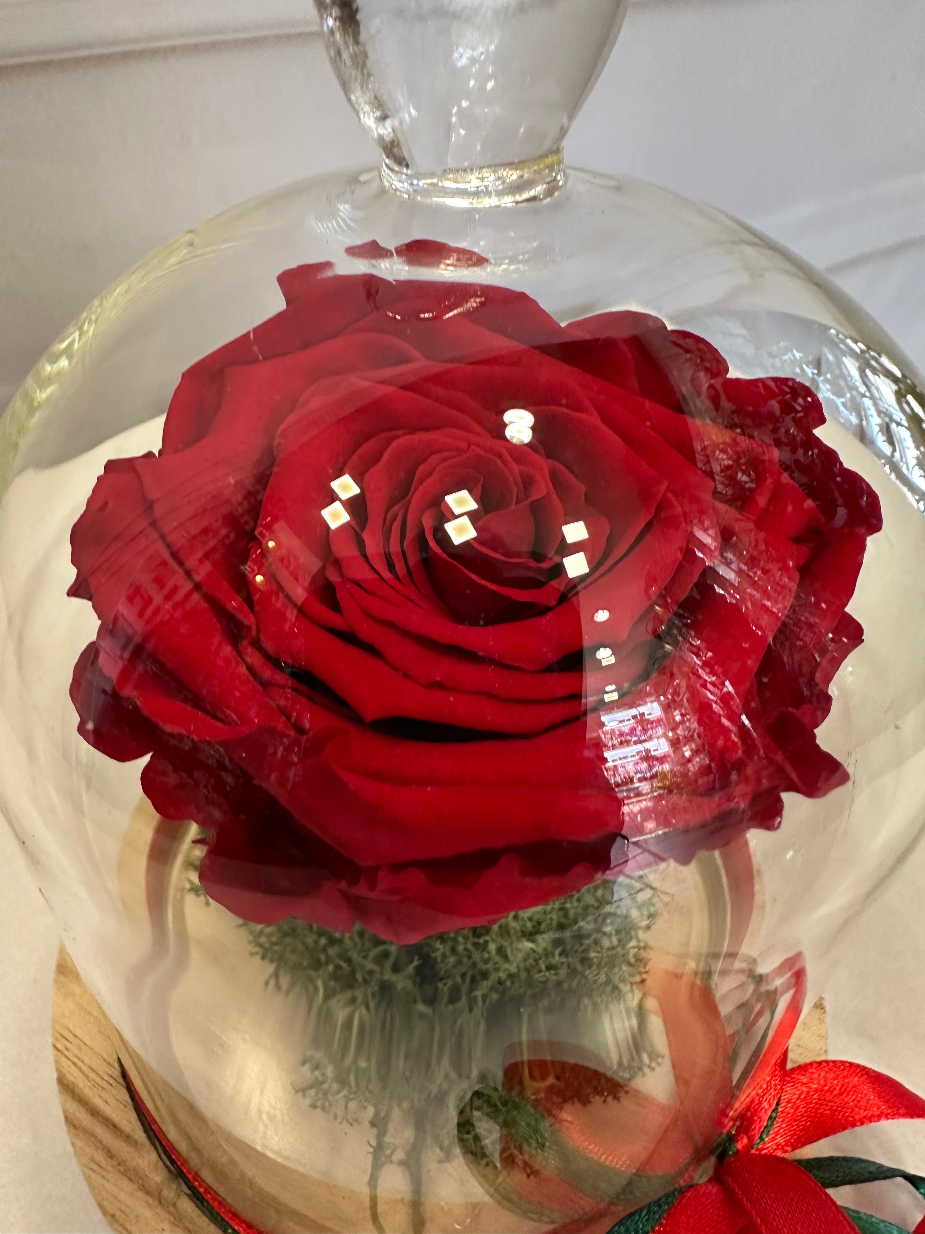 Червена вечна роза