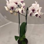 Орхидея два цветоноса